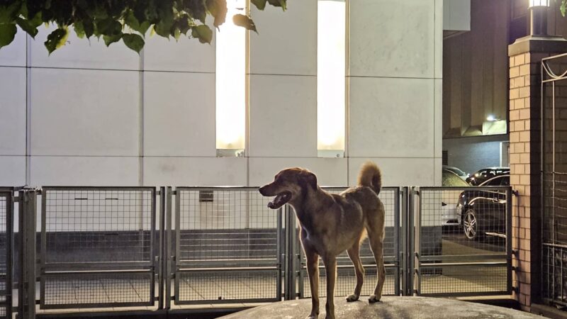 Silver Towers Dog park - New York, NY