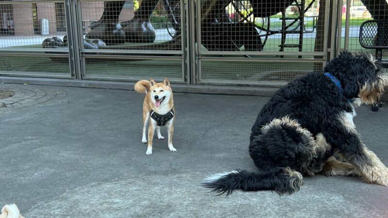 Silver Towers Dog park - New York, NY