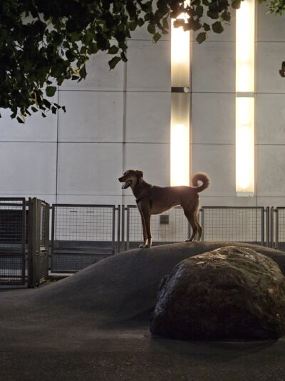 Silver Towers Dog park - New York, NY