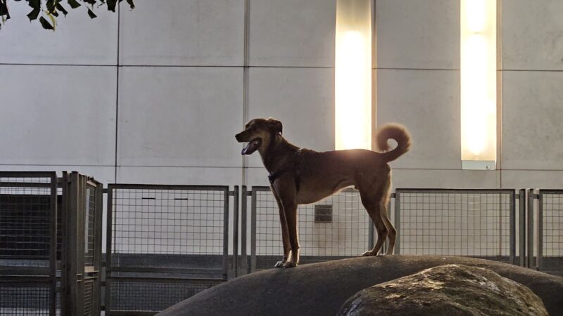 Silver Towers Dog park - New York, NY