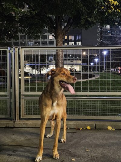 Silver Towers Dog park - New York, NY