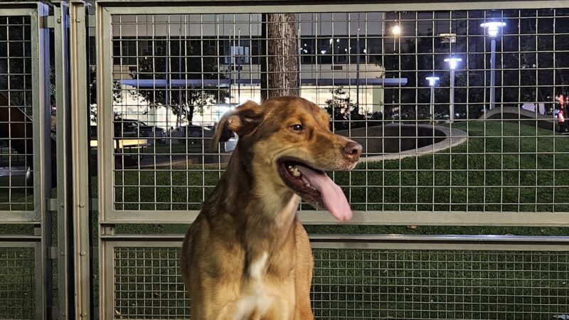 Silver Towers Dog park - New York, NY