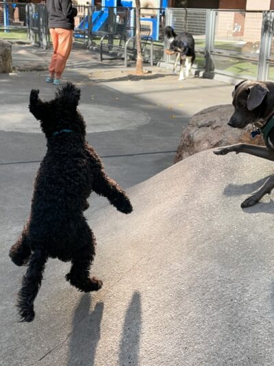 Silver Towers Dog park - New York, NY