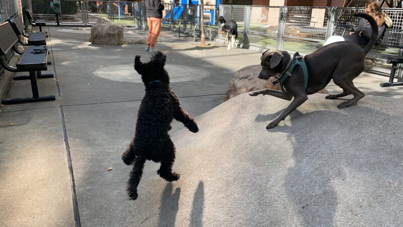 Silver Towers Dog park - New York, NY