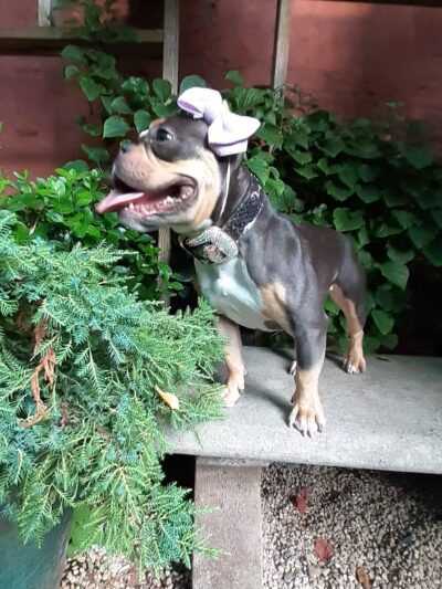 Soho Grand Private Dog Park - New York, NY