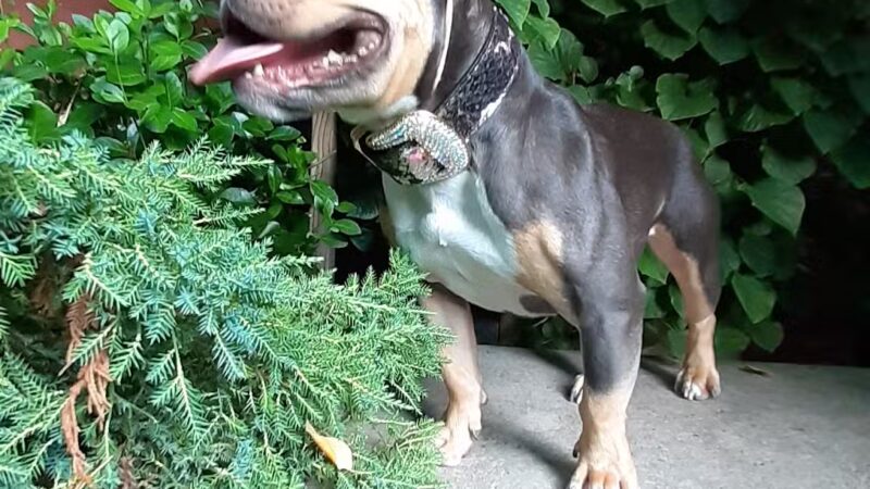 Soho Grand Private Dog Park - New York, NY