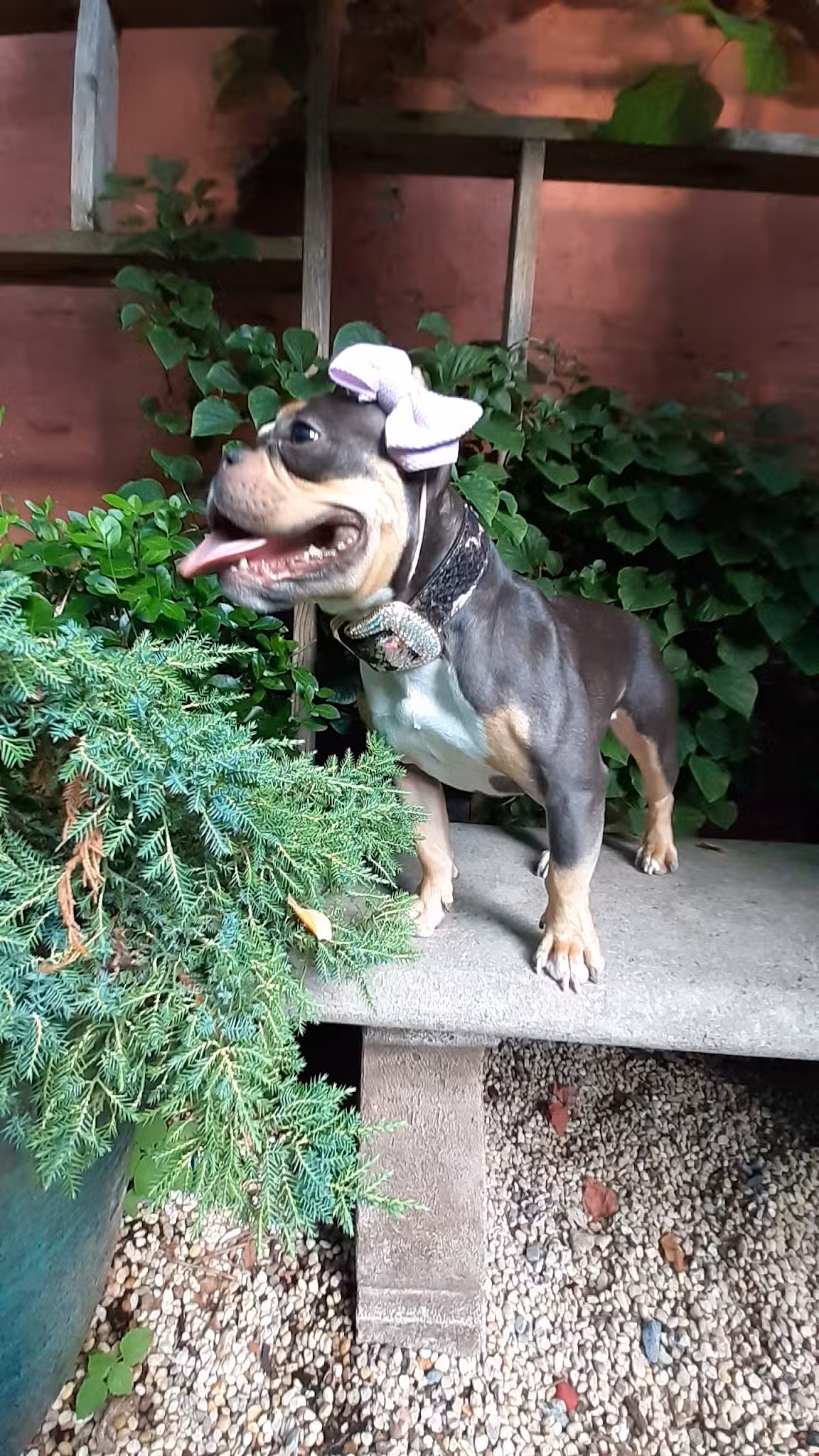 Soho Grand Private Dog Park - New York, NY