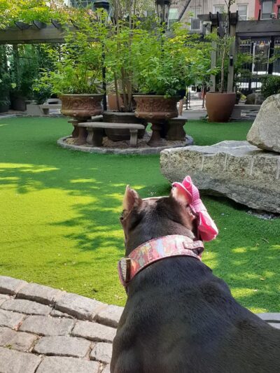 Soho Grand Private Dog Park - New York, NY