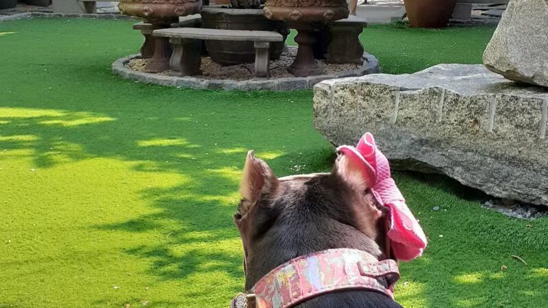 Soho Grand Private Dog Park - New York, NY