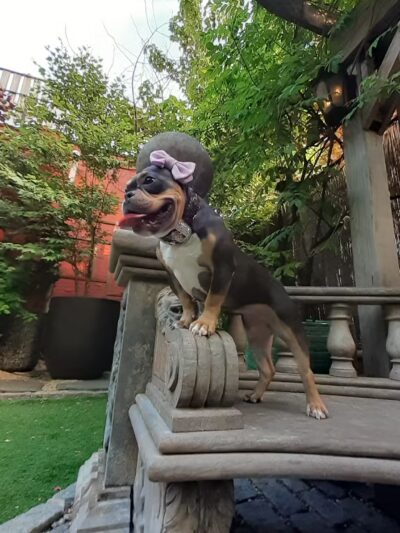 Soho Grand Private Dog Park - New York, NY