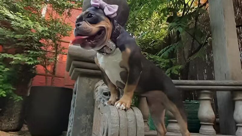 Soho Grand Private Dog Park - New York, NY