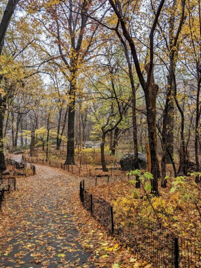 The Ramble - New York, NY