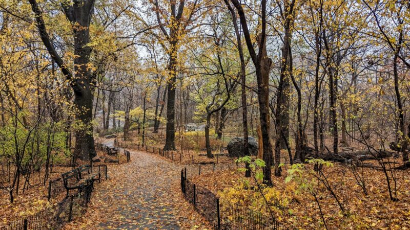 The Ramble - New York, NY