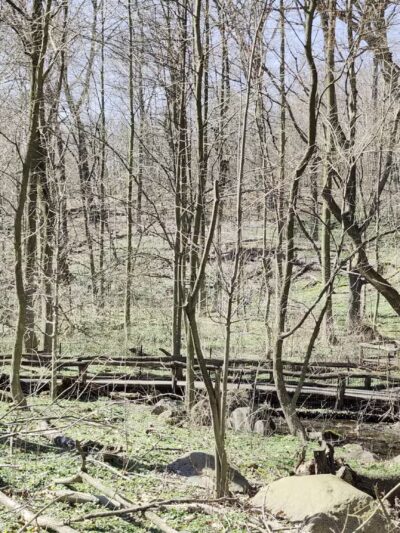 The Ravine (Waterfall) - New York, NY