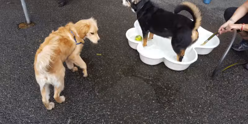 West Village D.O.G. Run - New York, NY