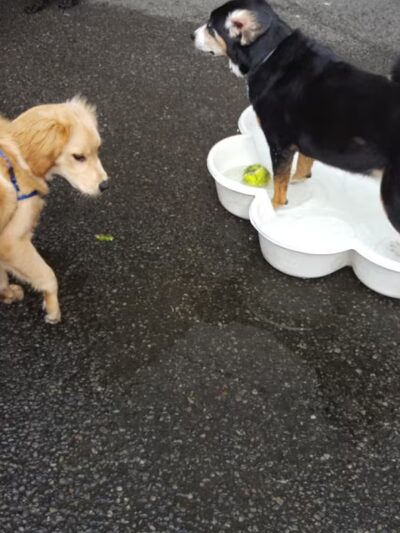 West Village D.O.G. Run - New York, NY