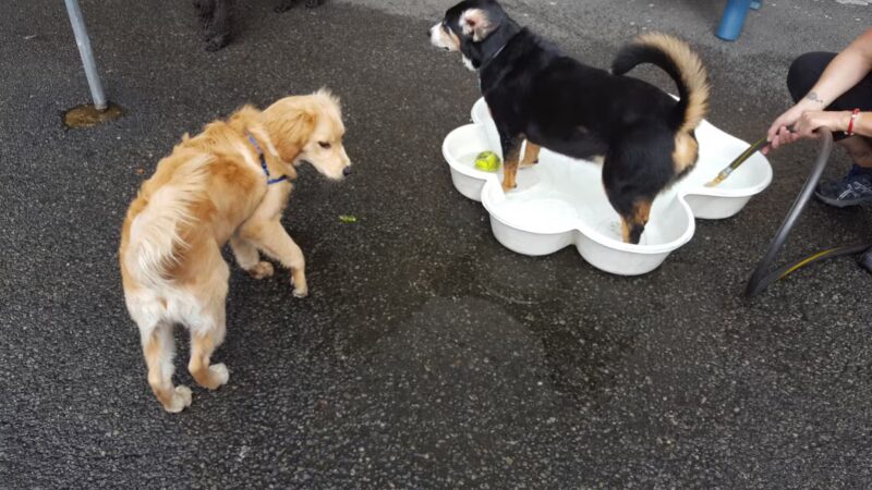 West Village D.O.G. Run - New York, NY