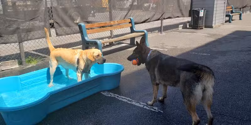 West Village D.O.G. Run - New York, NY