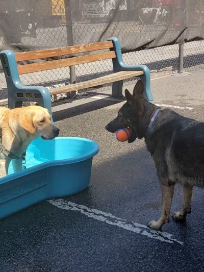 West Village D.O.G. Run - New York, NY