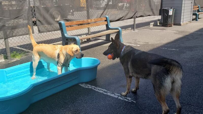 West Village D.O.G. Run - New York, NY