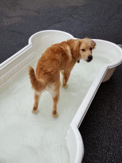 West Village D.O.G. Run - New York, NY