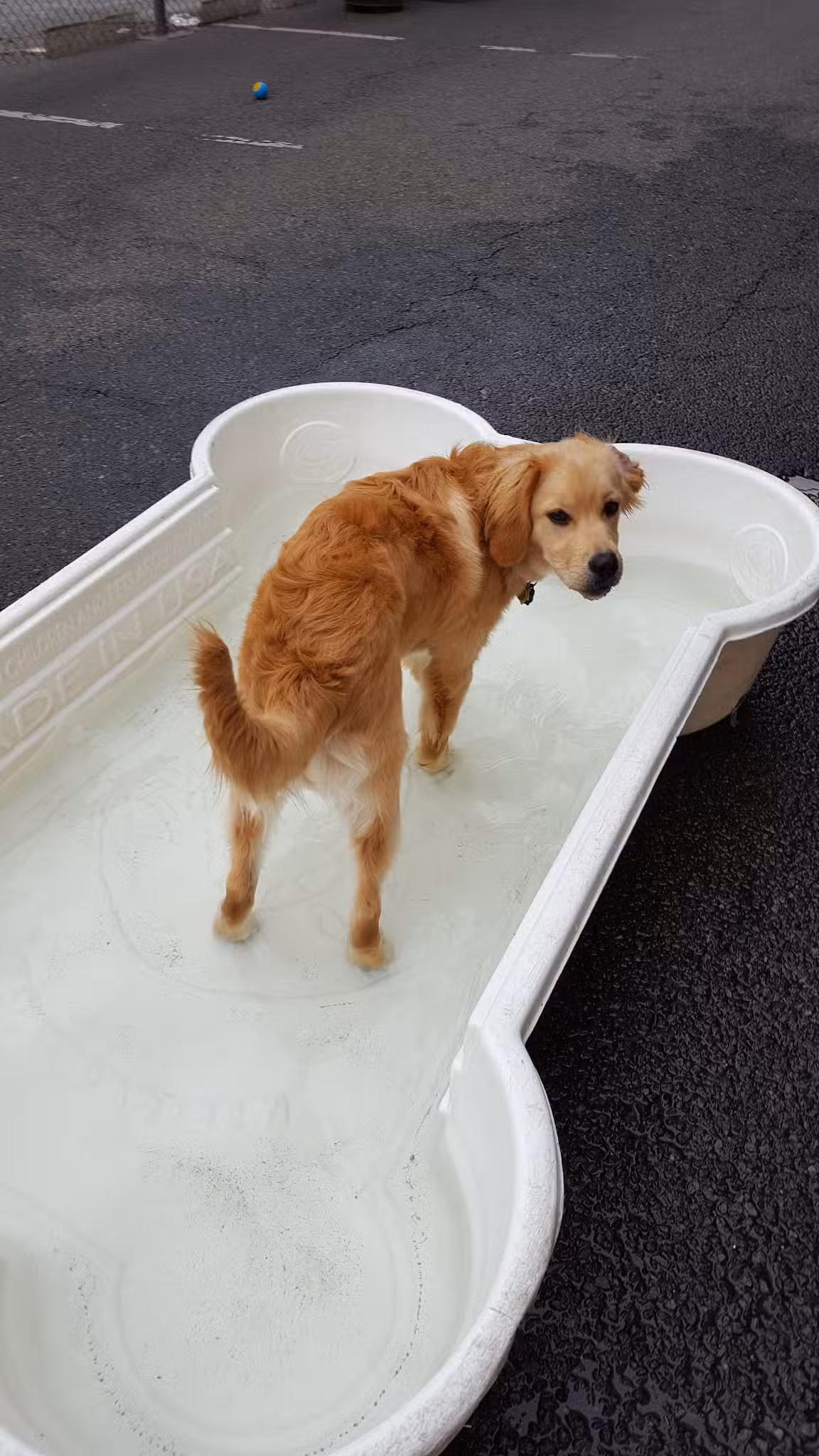 West Village D.O.G. Run - New York, NY