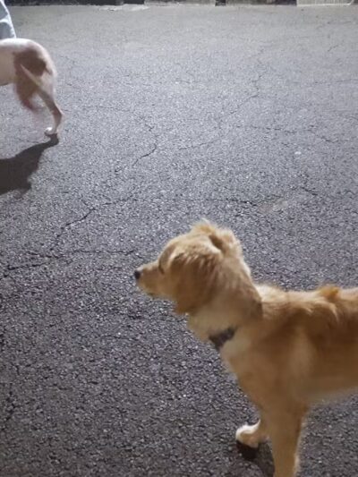 West Village D.O.G. Run - New York, NY