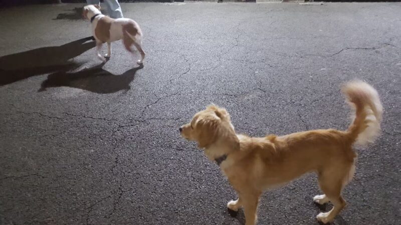 West Village D.O.G. Run - New York, NY