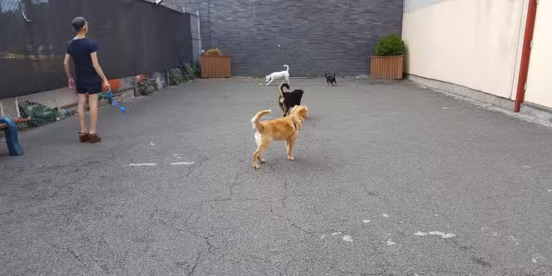 West Village D.O.G. Run - New York, NY