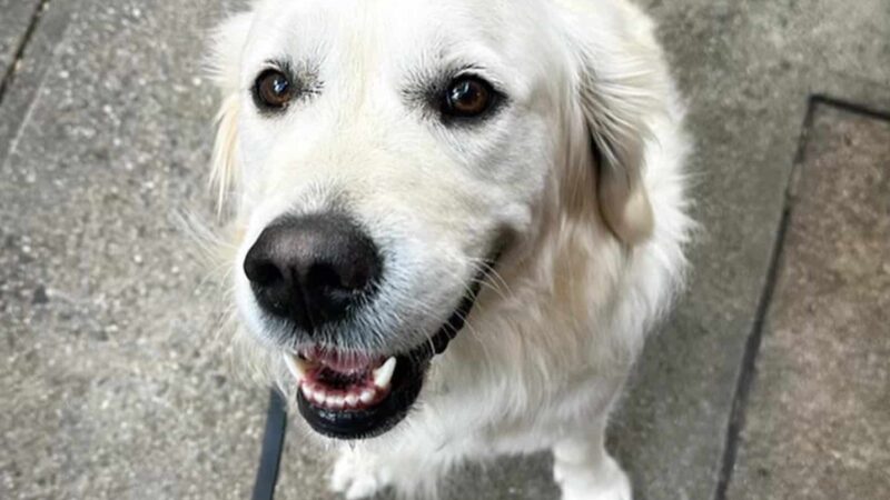 Whistle & Wag - New York, NY