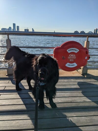 Whistle & Wag - New York, NY
