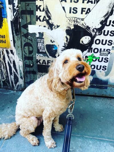 Whistle & Wag - New York, NY