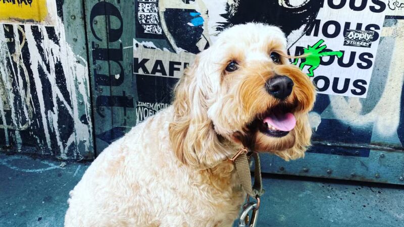 Whistle & Wag - New York, NY