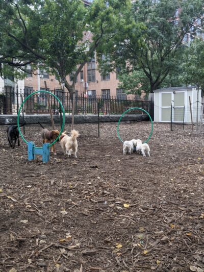 Marcus Garvey Dog Run - New York, NY