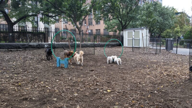 Marcus Garvey Dog Run - New York, NY