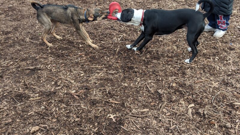 Marcus Garvey Dog Run - New York, NY