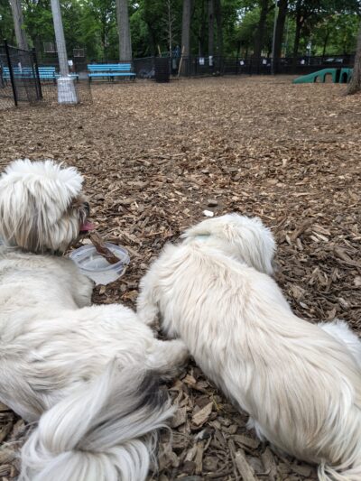 Marcus Garvey Dog Run - New York, NY