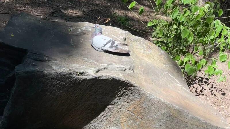 Seward Park - New York, NY