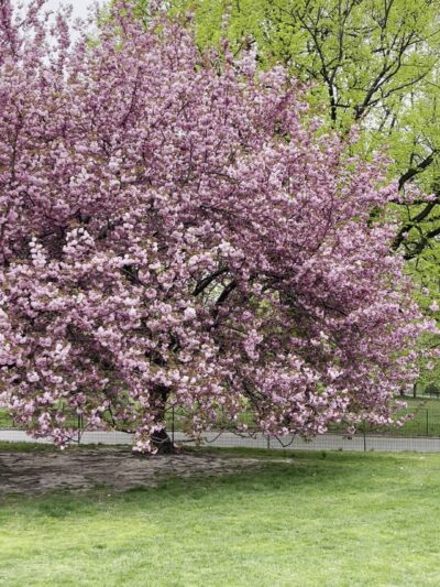The Great Lawn - New York, NY