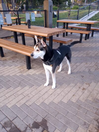 Newbark Dog Park - Newark, CA