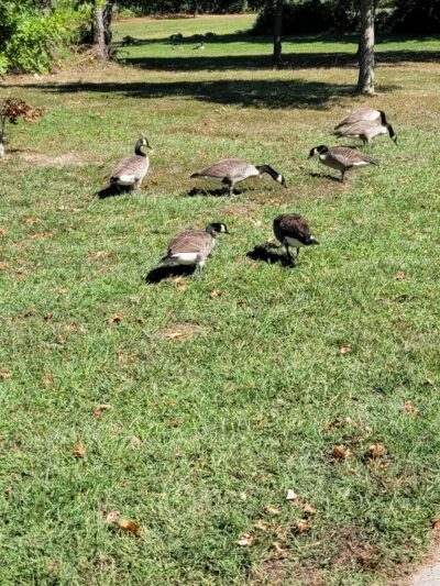 Glasgow Regional Park Pavilion 3 - Newark, DE
