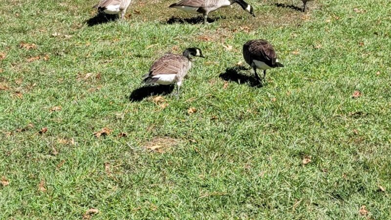 Glasgow Regional Park Pavilion 3 - Newark, DE