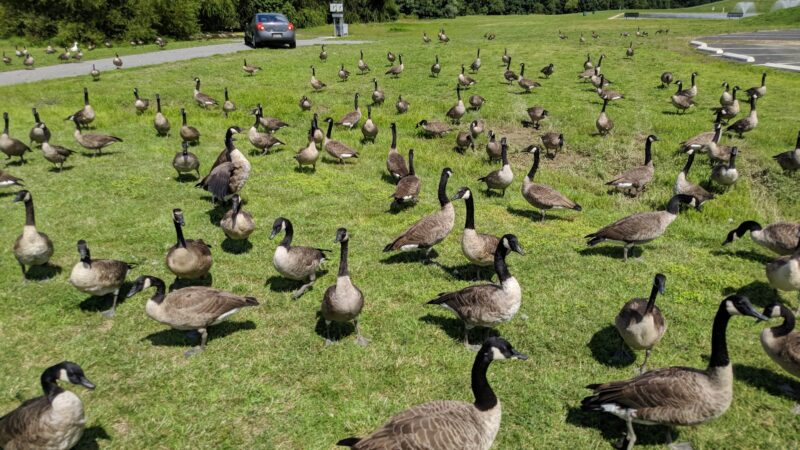 Glasgow Regional Park - Newark, DE