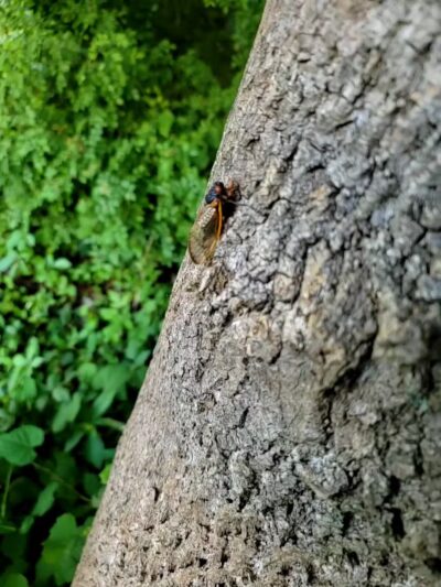 Glasgow Regional Park - Newark, DE