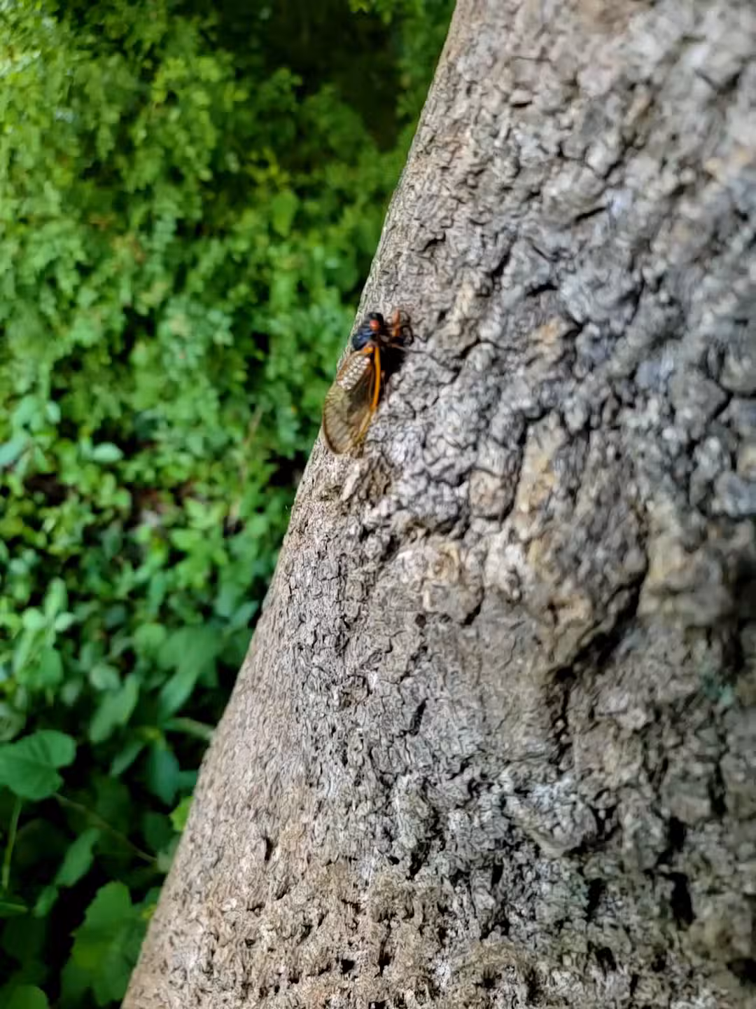 Glasgow Regional Park - Newark, DE
