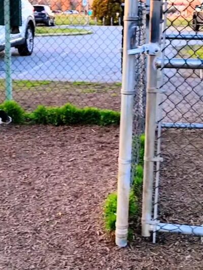 New Castle County Bark Park - Newark, DE