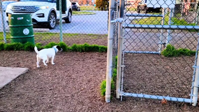 New Castle County Bark Park - Newark, DE