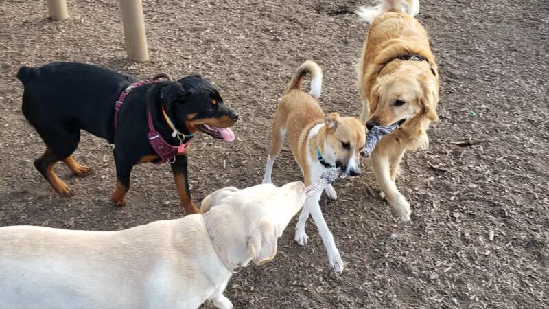 New Castle County Bark Park - Newark, DE