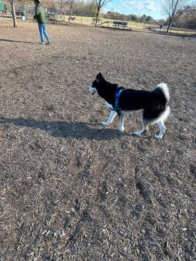 New Castle County Bark Park - Newark, DE