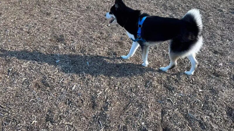 New Castle County Bark Park - Newark, DE